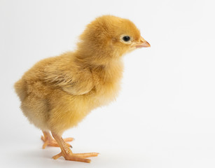 Cute little chicken isolated on white background