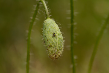 ants on a plant