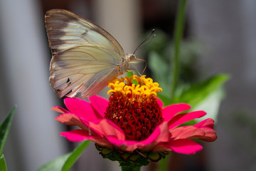 Butterfly taking out its spinacle from inside a flower after taking its nectar, Medellín, Colombia.