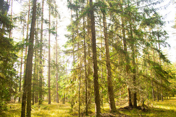 Obraz premium sun rays in the forest