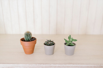 cactuses and succulents on the white back ground