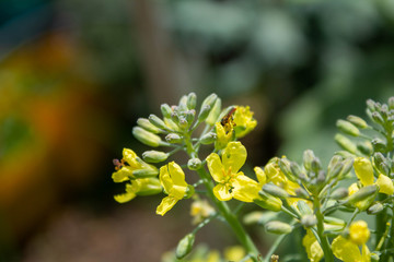 Broccoli flower being pollinated by a meliponia bee, Medellin, Antioquia, Colombia.