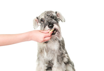 Schnauzer puppy dog eating food biscuit from hand isolated on white background. Dog training, feeding pet concept.