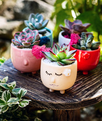 Succulents in the flowerpot in the shape of pretty sleepy faces  on the little wooden table in the garden