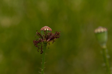 
macro photo of flowers in spring in Prague in the Czech Republic