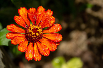 Bishop's shoe flower with different shades of reds and yellows, Medellin, Antioquia, Colombia