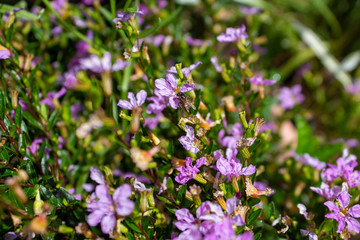 Obraz na płótnie Canvas Small bush of purple flowers with an angel bee pollinating its flowers, Medellin, Antioquia, Colombia.