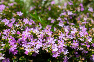 Shrub with abundant small purple flowers among its dark green leaves, Medellin, Antioquia, Colombia