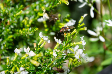 Stinky stink bug standing laterally on bush with small white flowers, Medellin, Antioquia, Colombia.