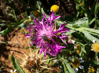 Two bees foraging in a flower