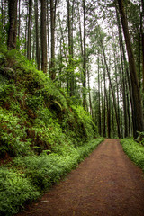 Fototapeta na wymiar Path in the Forest