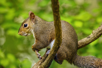 Obraz premium squirrel on a tree