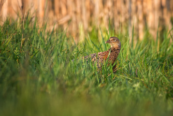 Common Pheasant - Phasianus colchicus, beautiful colored bird from Euroasian fields and meadows, Pag island, Croatia.