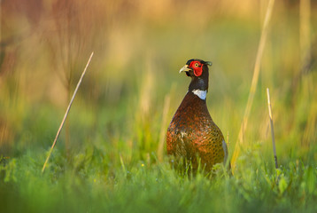 Common Pheasant - Phasianus colchicus, beautiful colored bird from Euroasian fields and meadows, Pag island, Croatia.