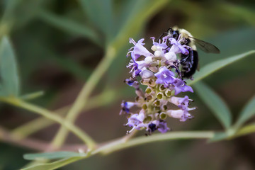 A Bumblebee