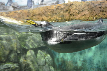 Naklejka na ściany i meble Gentoo penguin (Pygoscelis papua)