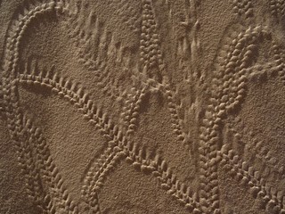 Sand embellished by traces of insects in the desert