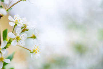spring background white cherry blossoms. copy space