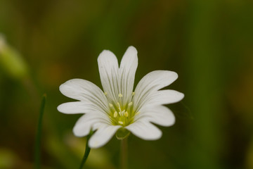 
macro photo of white flowers in spring in prague in czech republic