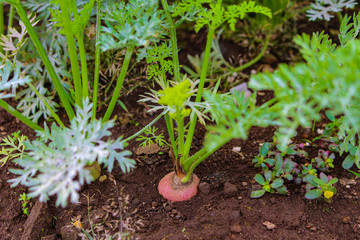 畑で育つニンジン