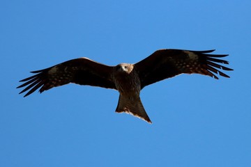 鳶