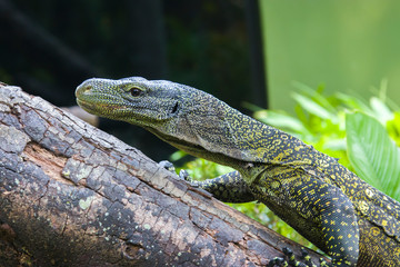 Salvadori's monitor (Varanus salvadorii) is one of the longest lizards in the world
It is an arboreal lizard with a dark green body marked with bands of yellowish spots.
