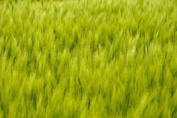 Obraz premium Grünes Weizenfeld
