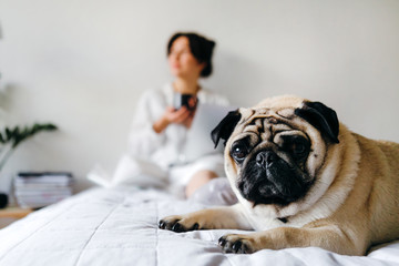 Dog pug is looking at the camera and behind him young girl drinking tea while studying. Home office. Concept of working in isolation.