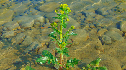 plant in the river, stones