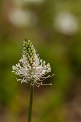 close up of a flower