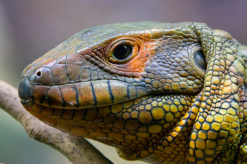 The Northern caiman lizard lies on the trunk. 
It is a species of lizard found in northern South America.
The body of the caiman lizard is very similar to that of a crocodile. 