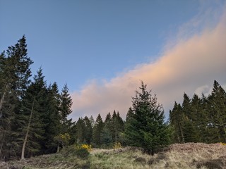 forest in the mountains