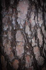 Pine Bark Texture 