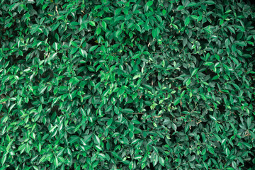 Small green leaves background image