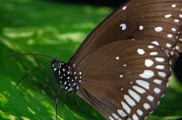 common crow butterfly ultra macro