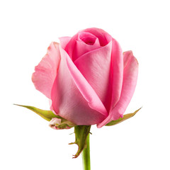 pink rose bud close-up isolated