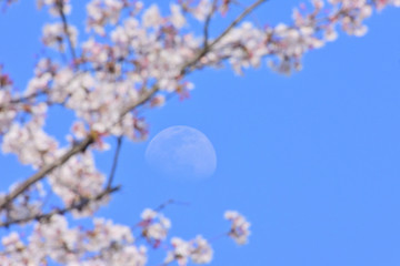 Spring moon
