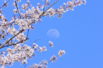 Spring moon