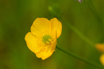 Obraz premium macro photo of yellow flowers in spring in Prague in the Czech Republic