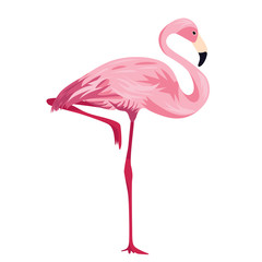 Pink Flamingo standing on one leg. Tropical bird. Vector illustration isolated on a white background for design and web.