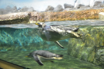 Plakat Gentoo penguin (Pygoscelis papua)