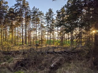 forest in autumn