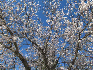 Bright apple flowers in the sping