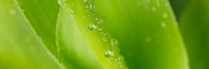 Drops of clear rainwater on the green leaves of the Lily of the valley. Natural background. Blurred.