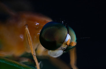soldier fly