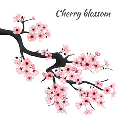 Sakura branch. Bloom. Cherry blossom. Isolated on a white background. Spring cherry blossoms. Vector