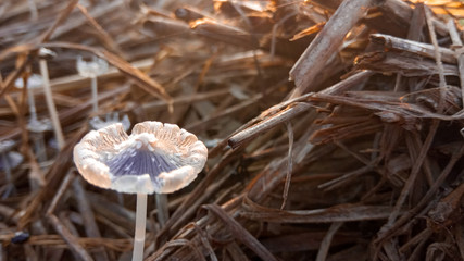 frost on the branches