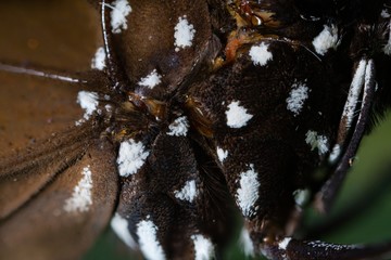 common crow butterfly ultra macro