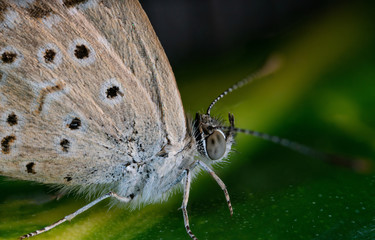 pale grass blue butterfly
