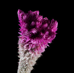 Strange purple grass like flower
